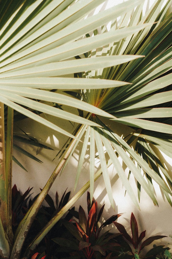 Palm fronds against a white wall