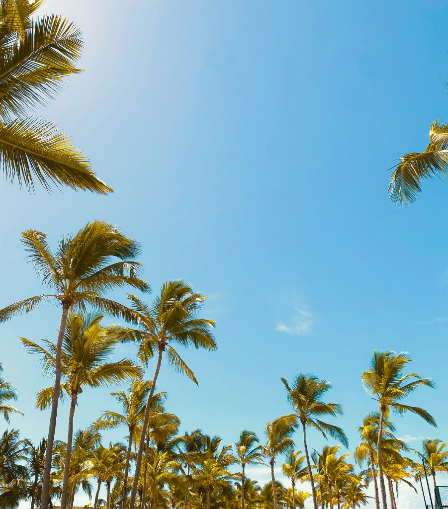 Palm crowns against a clear sky